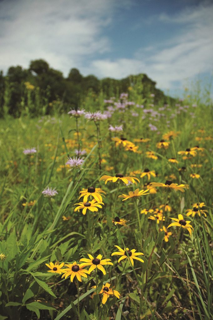Bock Nature Preserve