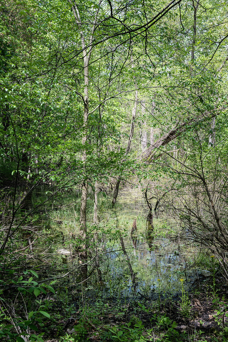 view of the wetlands