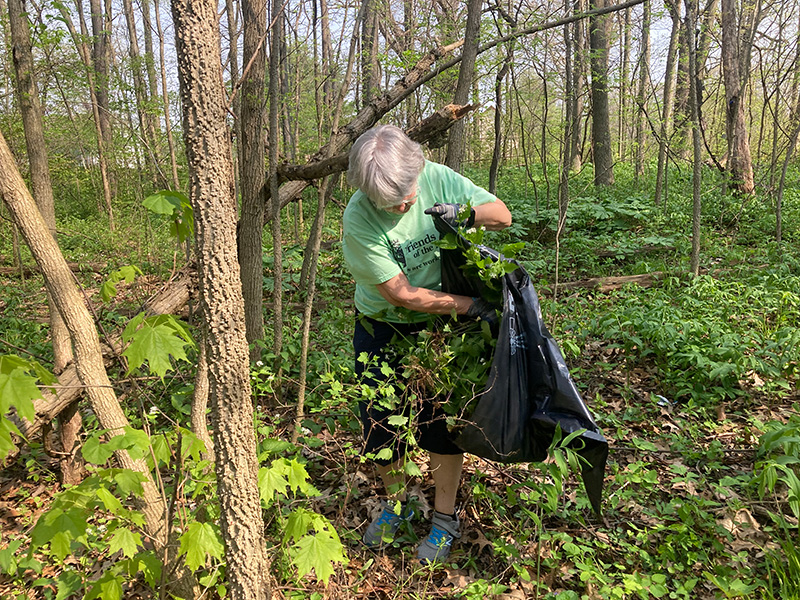 A woman putting limbs from an invasive species into a trash bag