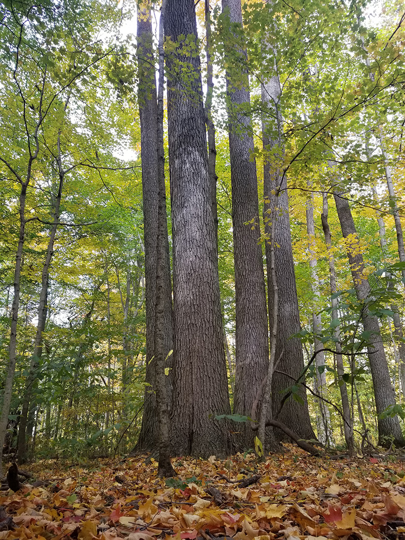 Vertical shot of the large trees at John Cring Memorial Forest.