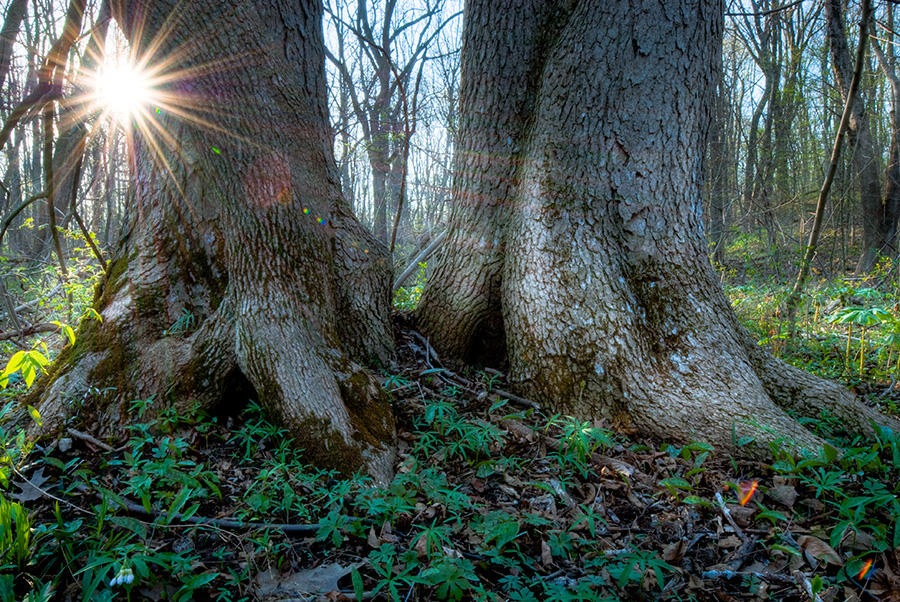 Sun shining behind two trees at Beechwood.