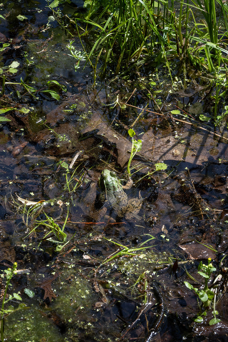 frog sitting halfway in the water