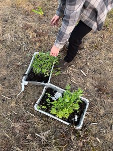 Anela works to transplant native sprouts during her internship.