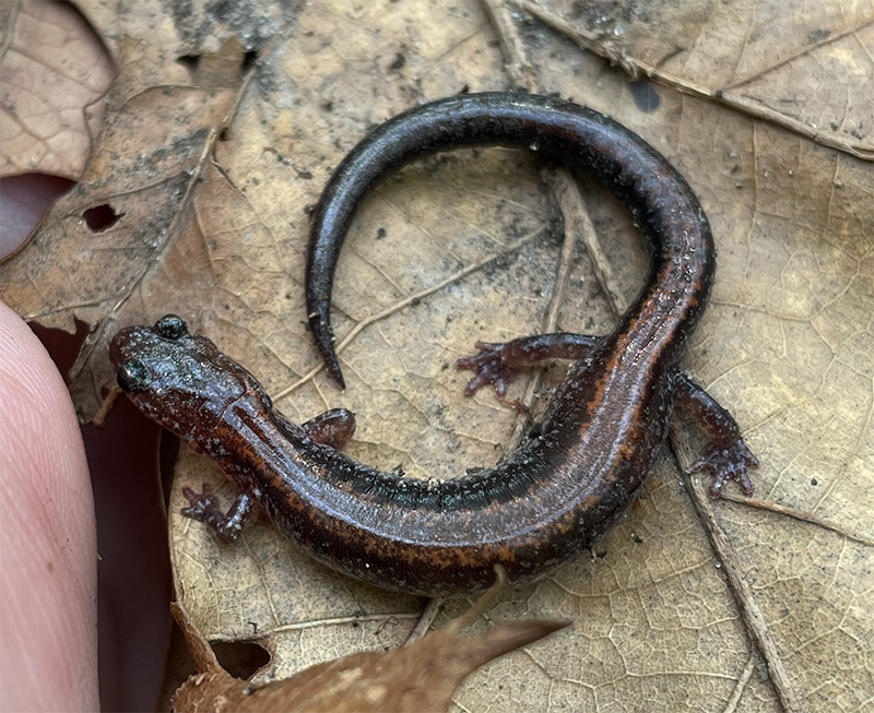 Red-backed salamander
