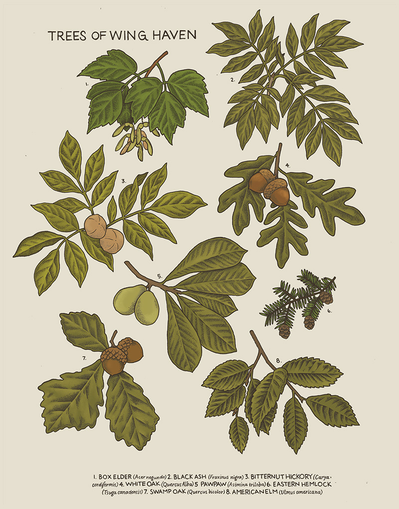 Quack's pen and ink rendition of various branches of trees found in Wing Haven.