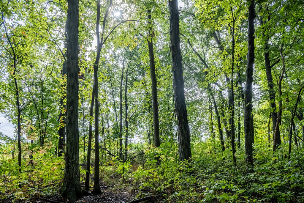 inside look of the Stevens Family Farm and Forest Reserve from the woods