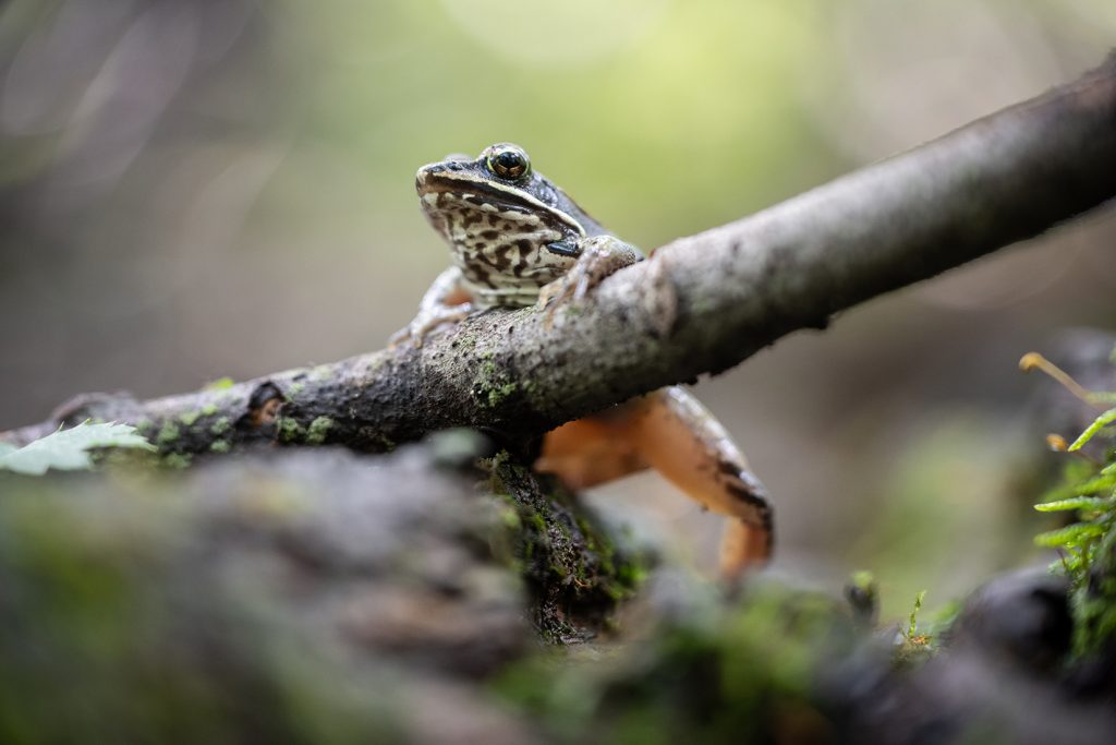frog perched on a branch