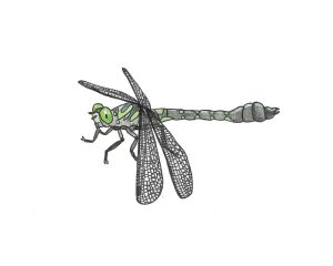 artist rendering of a Green-faced clubtail dragonfly