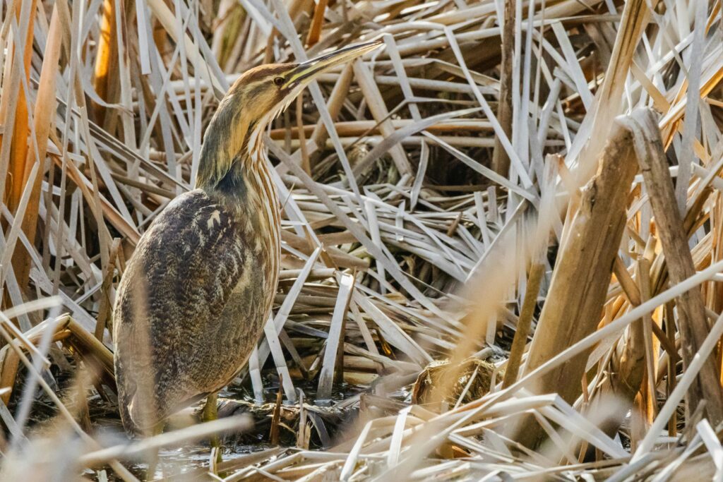American bittern endangered bird species