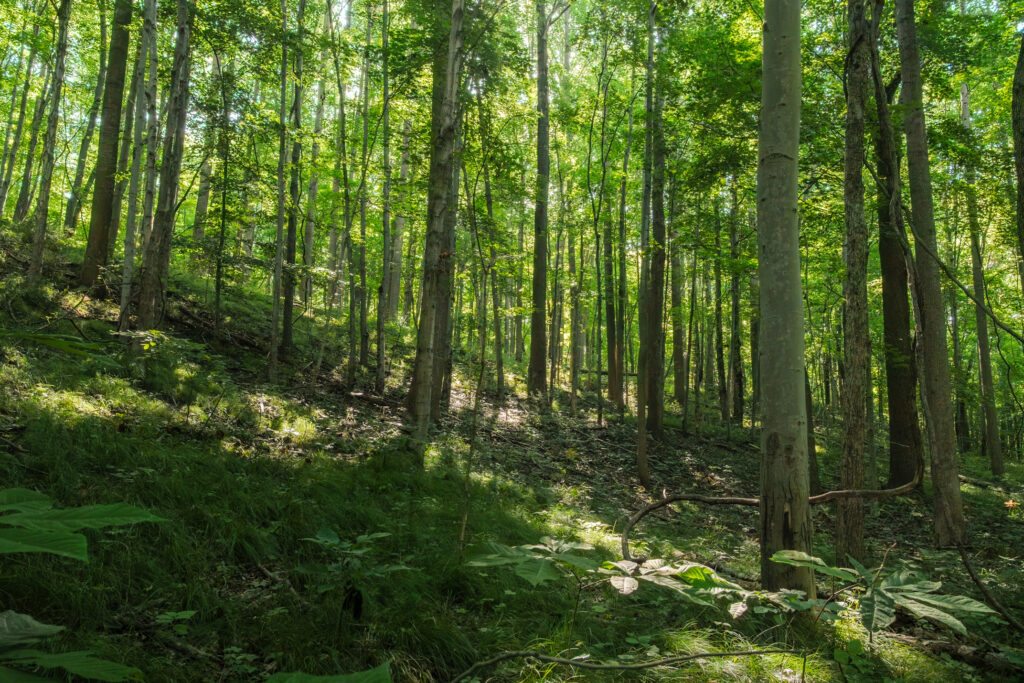 beech and maple forest in newly expanded Asherwood preserve, Wabash County Indiana