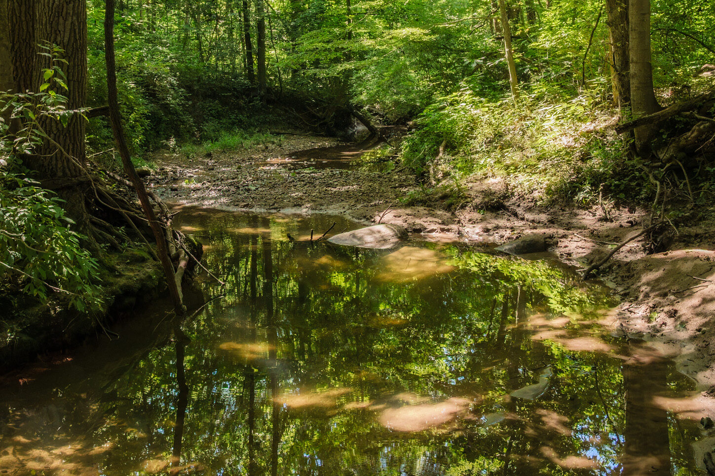 Asher Branch stream flowing through protected forest habitat at Asherwood