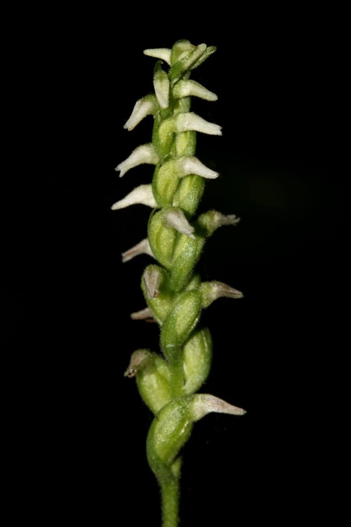 Spiranthes ovalis lesser ladies tresses native orchid discovered at Asherwood preserve