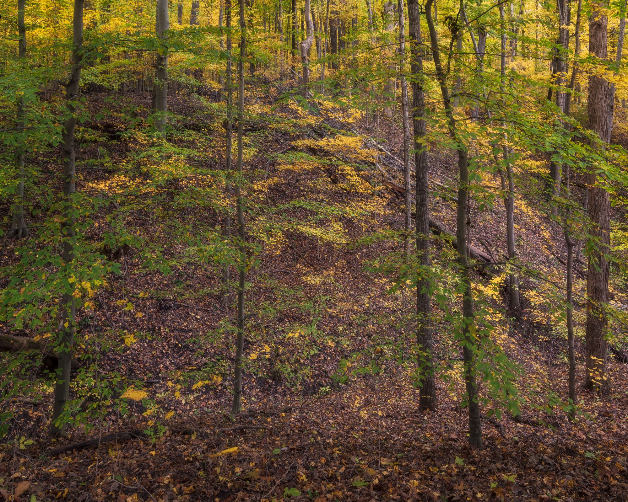 Tel-Hy preserve in Huntington