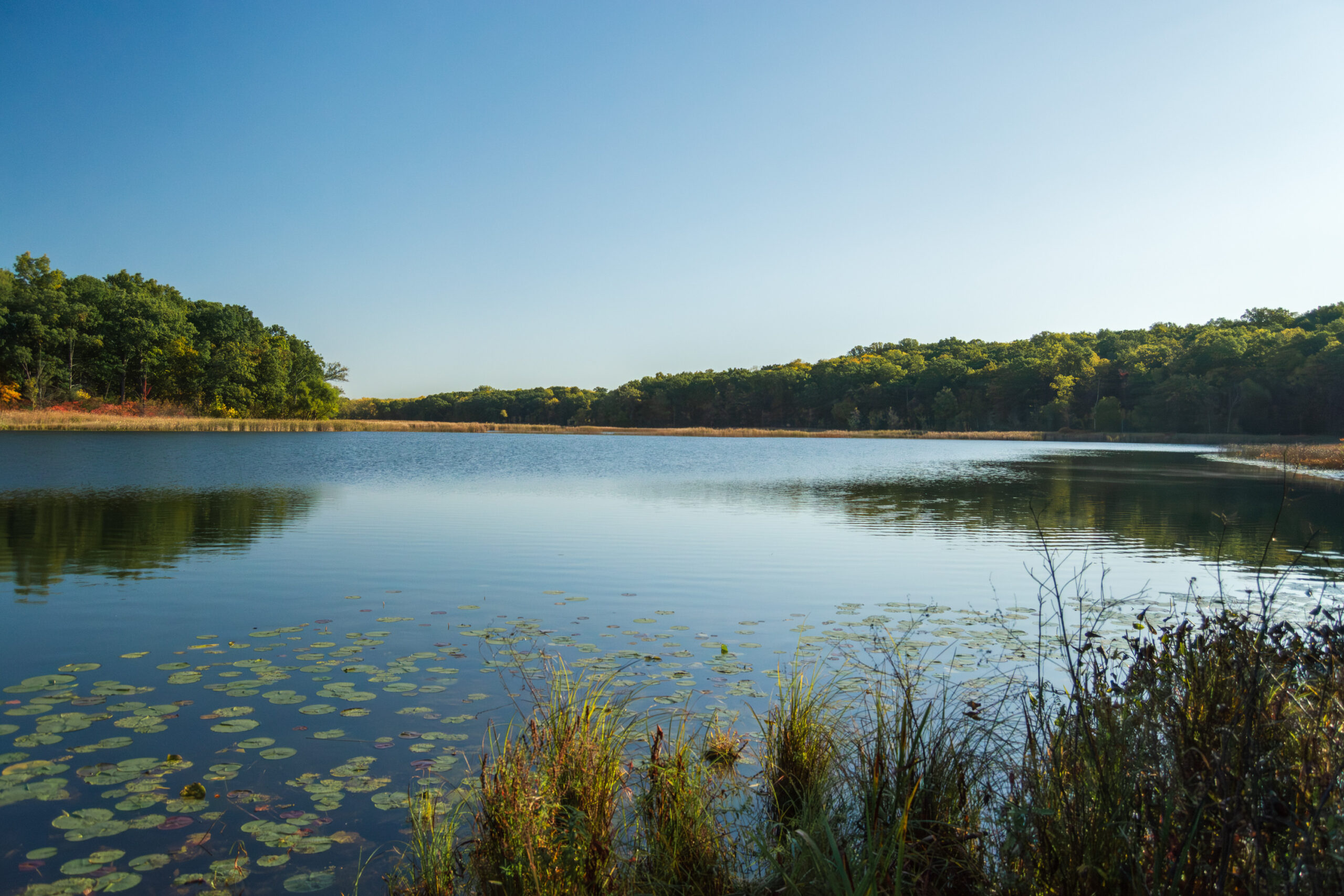 Little Gentian lake at Wing Haven