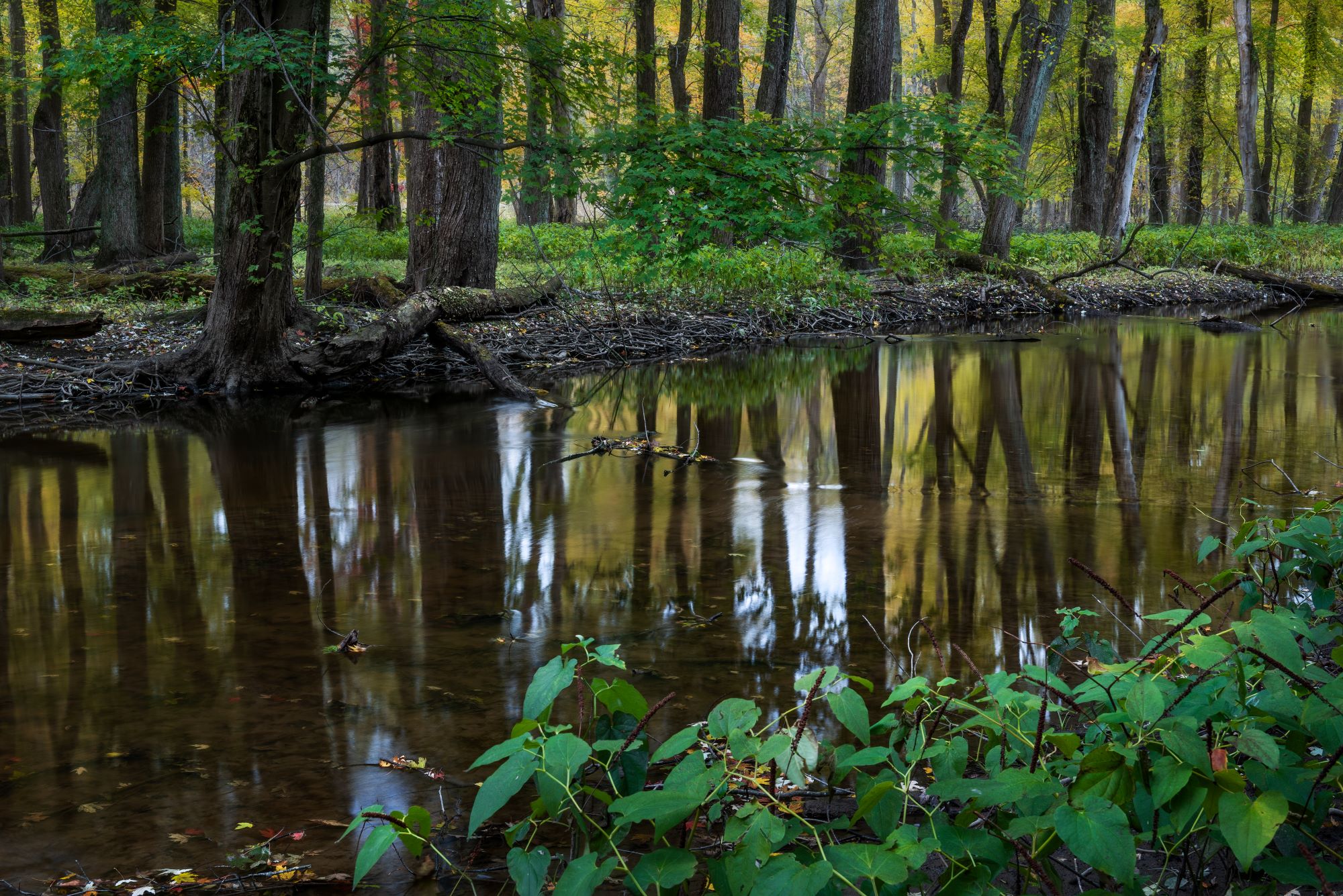 South Branch Elkhart River at Lloyd W. Bender Memorial Forest