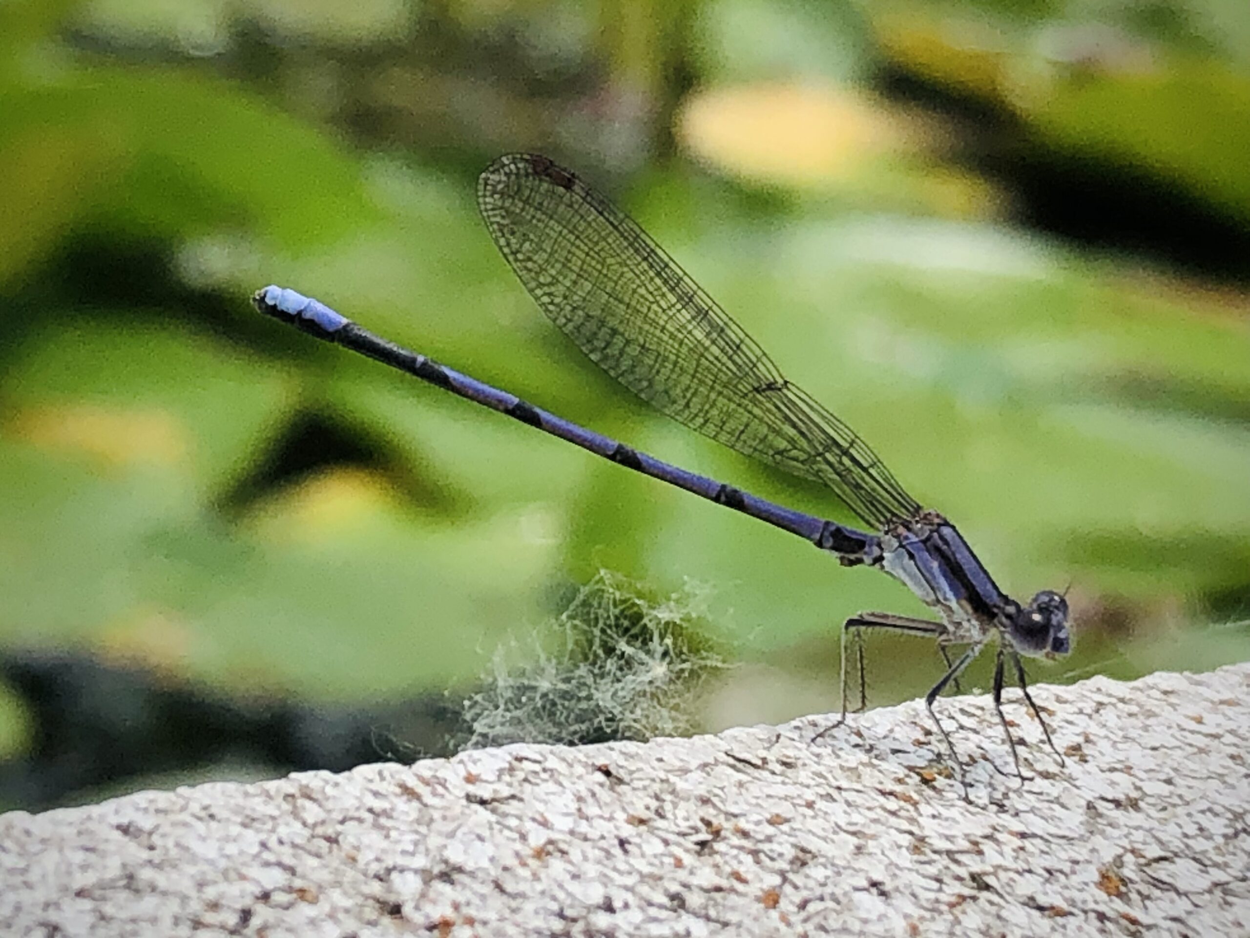 A blue and black damselfly